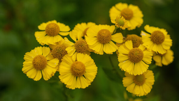 Wallpaper Chrysanthemum, Desktop, View, Dark, Closeup, Background, Flowers, Mobile, Yellow