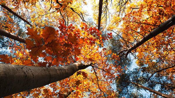 Wallpaper Leaves, Autumn, Trees, View, Worm’s-Eye, Colorful