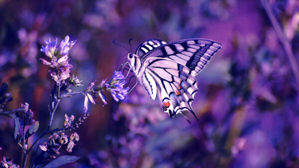 Wallpaper Blur, White, Lilac, Purple, Leaves, Butterfly, Black, Background, Photography, Design