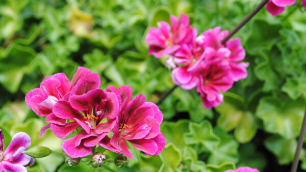 Wallpaper Leaves, Flowers, Pink, Green, Dark, Plant, Background, Geraniums, Branches