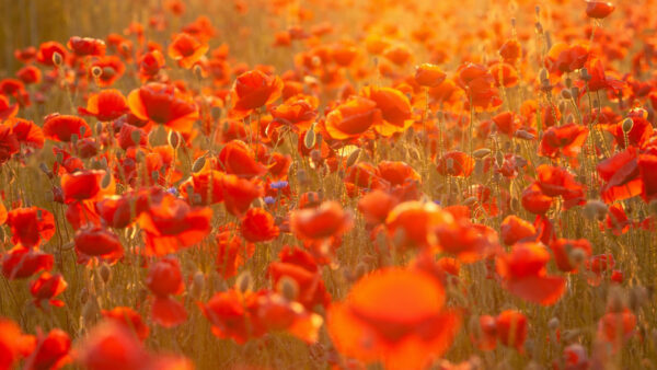 Wallpaper Poppy, Red, Flowers, Common, With, Buds, Sunrays, Field