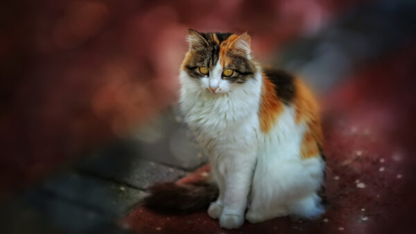 Wallpaper Red, Brown, Yellow, Background, Eyes, White, Blur, Black, Cat, Sitting