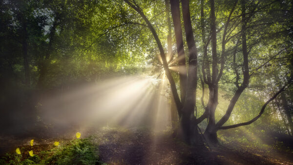 Wallpaper Branches, Trees, Sunbeams, Through, Forest, Nature