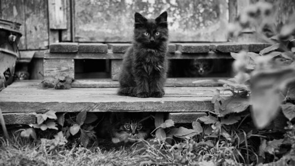 Wallpaper Kitten, And, Cat, Image, White, Black