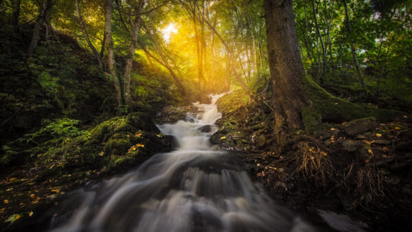 Wallpaper Covered, Rocks, Between, Sunlight, Nature, Bushes, Background, Stream, Green, Algae, Waterfall, Trees