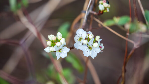 Wallpaper Desktop, Pear, Flowers, Background, Tree, White, Mobile, Branch, Blur