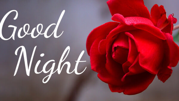 Wallpaper Flower, Word, Red, Rose, Good, With, Night