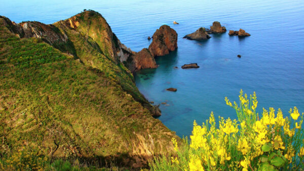 Wallpaper Rocks, Yellow, Greenery, Ocean, Flowers, Nature, Plants, Mountain