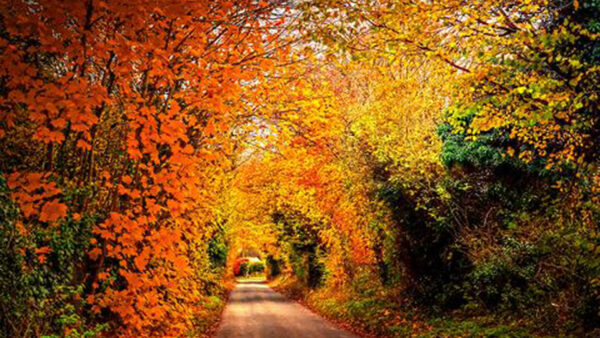 Wallpaper Path, Trees, Green, Orange, Leaves, Yellow, Autumn, Park, Between
