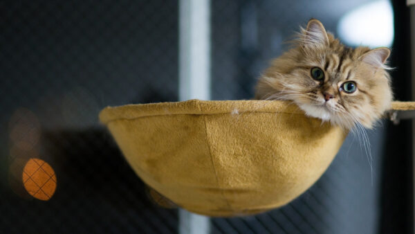 Wallpaper Background, Cat, Basket, Tabby, Brown, Resting, Blur, Funny, White, Kitten