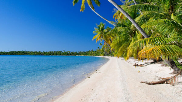 Wallpaper During, Palm, Sky, Blue, Daytime, Under, Nature, Ocean, Sand, Trees, Beach, Water