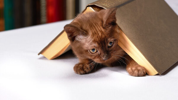 Wallpaper Cat, Funny, Book, Brown, Inside