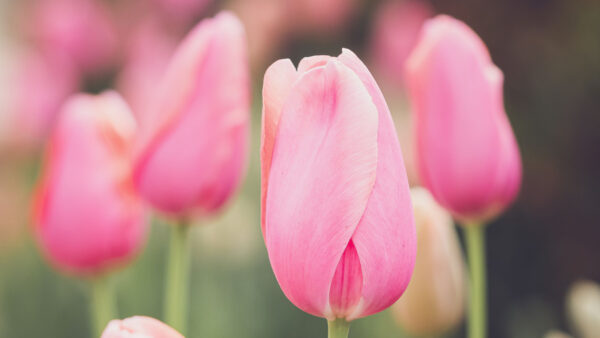 Wallpaper Background, Petals, Blur, Buds, Flowers, View, Pink, Tulips, Light, Closeup