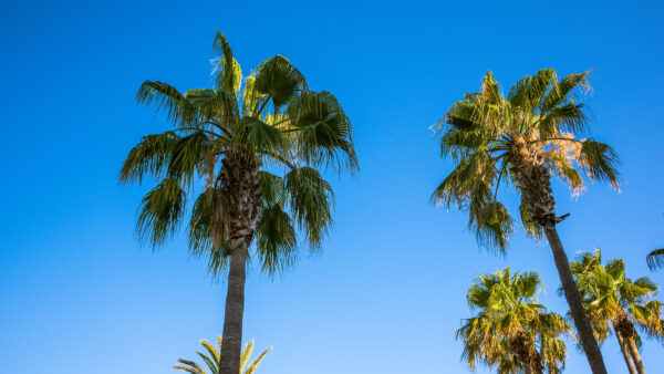 Wallpaper During, Palm, Nature, Trees, Branches, Blue, Background, Leaves, Daytime, Sky