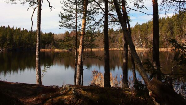 Wallpaper Under, Water, Desktop, Nature, Surrounded, Dry, Reflection, Sky, Bushes, Mobile, Leaves, Forest, Blue, Trees, River