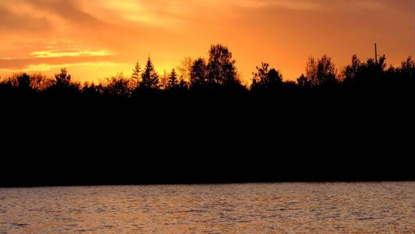 Wallpaper Forest, Background, Sunset, Nature, During, River, Silhouette, Trees