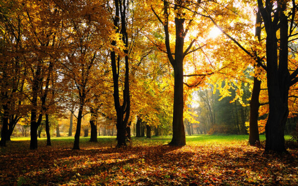Wallpaper Autumn, Season
