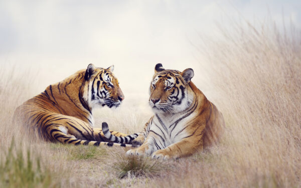 Wallpaper Pair, Tiger
