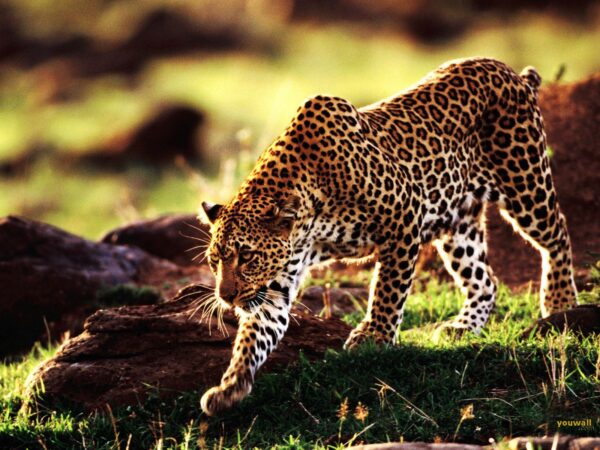 Wallpaper Cheetah