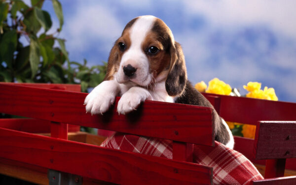 Wallpaper Beagle, Puppy