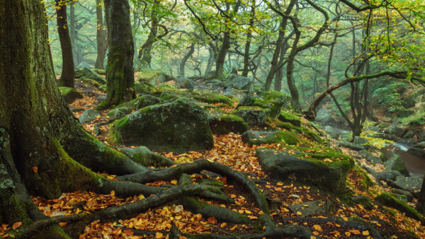 Wallpaper Desktop, Roots, National, England, Stone, Trees, Fall, And, Mobile, With, Moss, During, Forest, Park, Nature