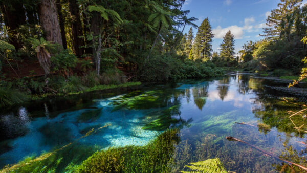 Wallpaper Reflection, With, River, Water, Forest, Mobile, Desktop, Trees, Bushes, Between