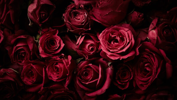 Wallpaper Desktop, Bouquet, Red, Flowers, Rose, Mobile