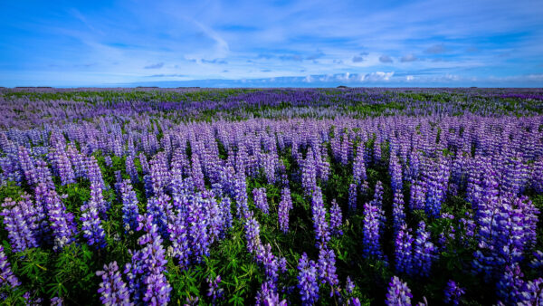 Wallpaper Lupine, Flowers, Field, Desktop, Summer, During, Flower, Mobile, Purple