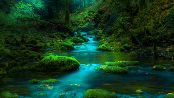 Wallpaper Nature, Greenery, Stone, Desktop, Moss, Stream