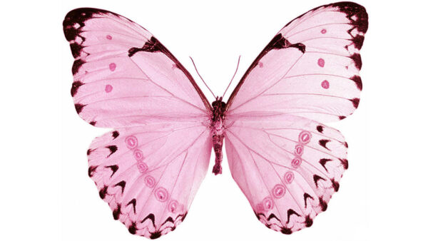 Wallpaper Background, Pink, Butterfly, White