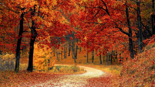 Wallpaper During, Desktop, Daytime, Path, Sand, Trees, Forest, Nature, Between, Red, Leafed