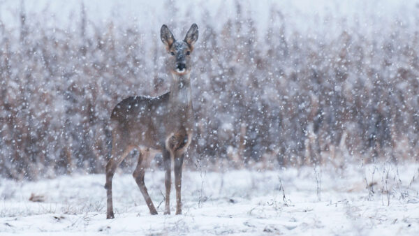 Wallpaper Falling, Desktop, Snow, During, Winter, Deer, Standing, Animals