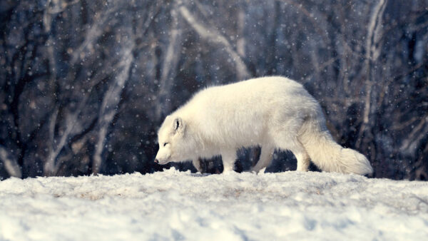 Wallpaper Snow, Animals, Landscape, Desktop, Wolf, Covered, White
