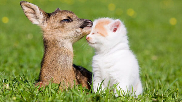 Wallpaper Grass, Deer, Field, Small, Kitten, And, Cute