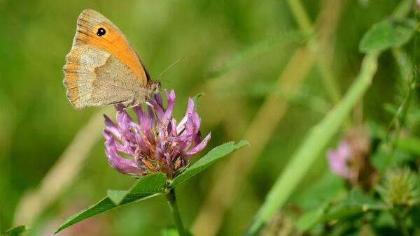 Wallpaper Background, Flowers, Butterfy, With, Mobile, Animals, Purple, Shallow, Desktop, Standing, Green, Plants