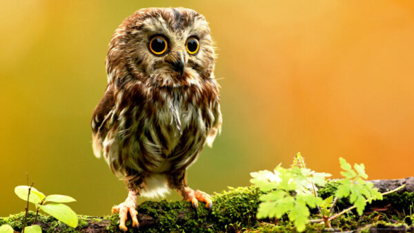 Wallpaper Brown, Green, Background, White, Covered, Owl, Desktop, Algae, Trunk, Blur, Yellow, Tree, Standing