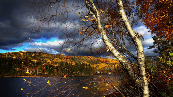 Wallpaper Under, Lake, Desktop, Nature, Sky, Black, Trees, Blue, Between, Autumn, Colorful, Cloudy