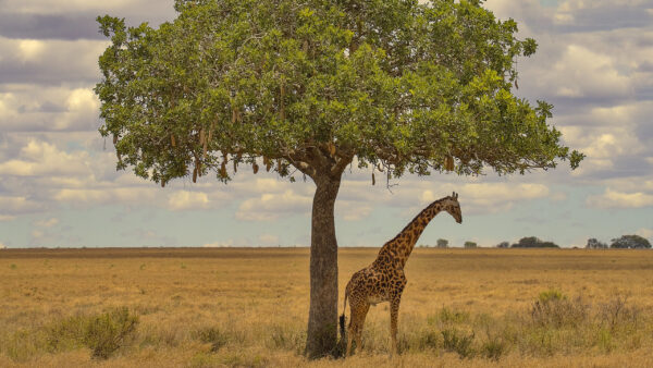 Wallpaper Near, Animals, Giraffe, Tree, Desktop, Standing, Africa
