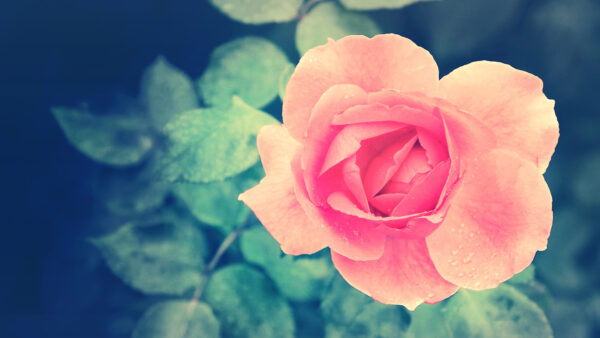 Wallpaper Desktop, Rose, Closeup, Flowers, Beautiful