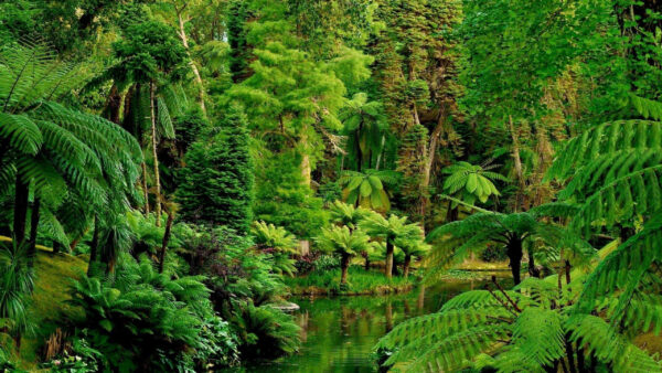 Wallpaper River, Forest, With, Nature, Greenery, Beautiful