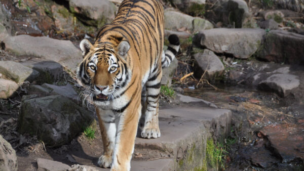 Wallpaper Tiger, Reflection, Stone, Standing, Mobile, Rock, Desktop