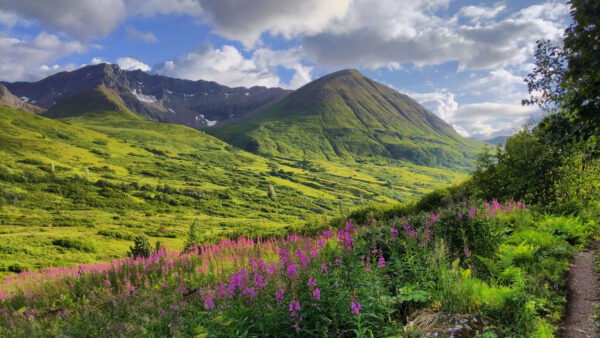 Wallpaper Clouds, Mountains, Bushes, Valley, Desktop, Under, Lupine, Mobile, White, Slope, Field, Purple, Flowers, Blue, Greenery, Nature, Sky