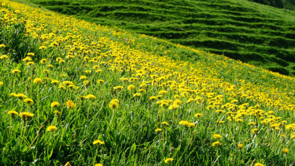 Wallpaper Green, Flowers, Desktop, Grass, Slope, Yellow, Dandelions, Field
