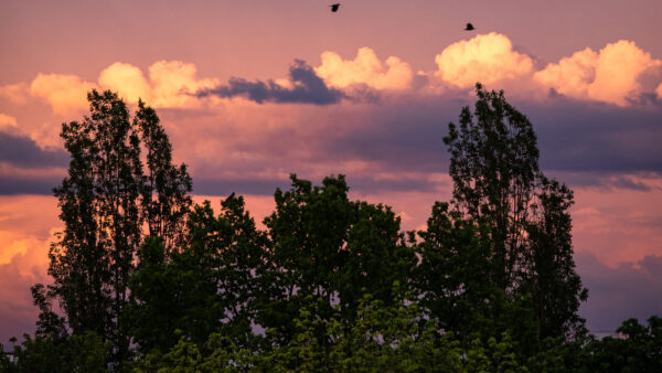 Wallpaper Desktop, Trees, Birds, Twilight, Sky, Clouds, Nature, Flying, Mobile, Purple, White