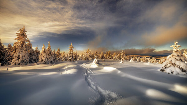 Wallpaper Winter, Landscape, Trees, Desktop, White, Covered, Sky, Under, And, Cloudy, Snow, With