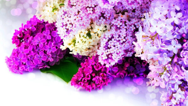 Wallpaper Purple, Flowers, White, Blossom