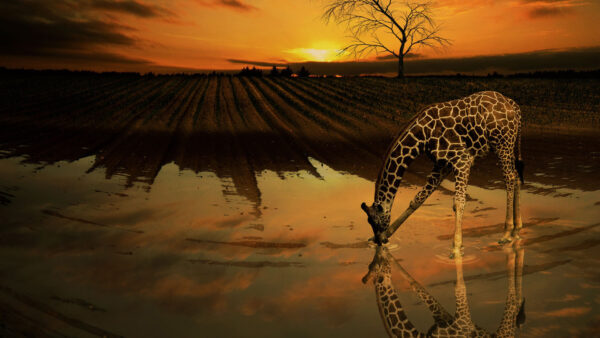 Wallpaper Giraffe, Standing, Pond, Africa, With, Reflection, African