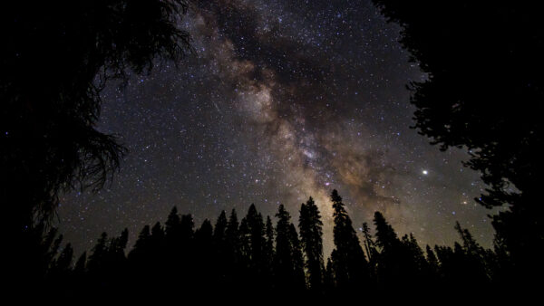 Wallpaper Trees, During, Desktop, Nighttime, Nature, Mobile, Starry, Milkyway, Above, Sky
