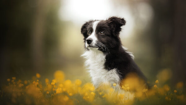 Wallpaper Yellow, Black, Border, Dogs, Field, Collie, White, Flowers, Sitting