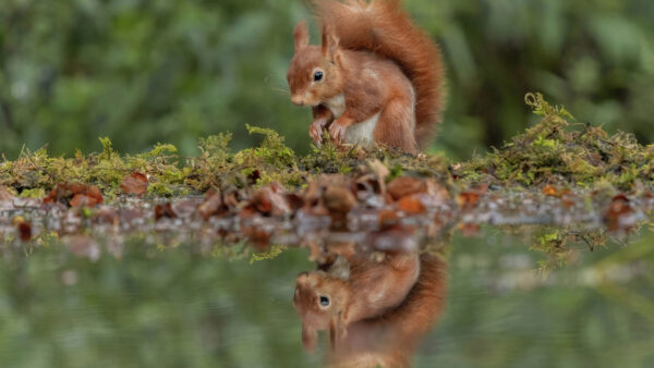 Wallpaper Mobile, Fur, Water, Brown, Reflection, Squirrel, White, Standing, Desktop